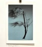 Fine Art Photograph Pine Branch - A4 - Choice of Four Colours - Image 8