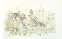 Prints from Watercolours