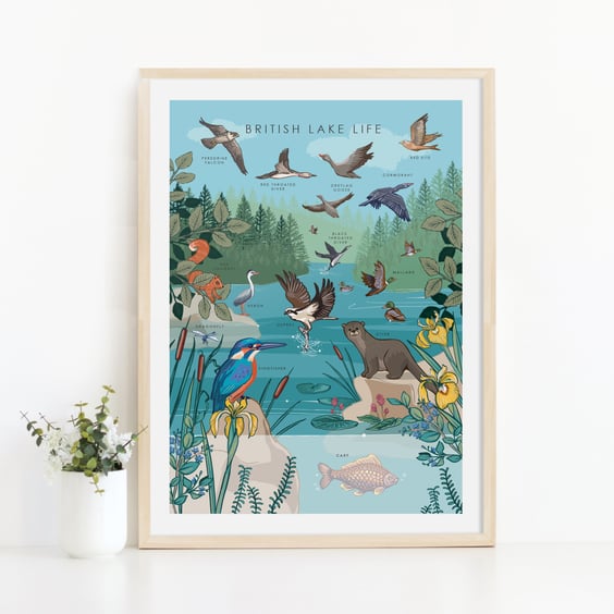 British Lake Life Nature Guide Print