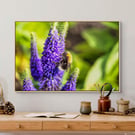 Bee On Lavendar - Lake District - Photographic Print - Wall Art - Gifts - P 0072