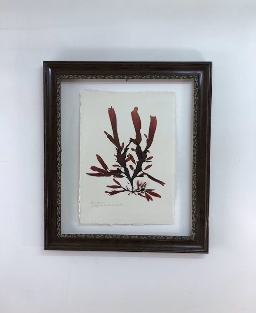 Pressed Seaweed - Leaf Bearer, A4