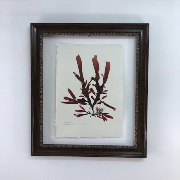 Pressed Seaweed - Leaf Bearer, A4