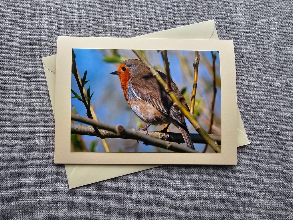 Spring Robin. Large Photograohic Card Size 7" x 5" (12.5cm x 17.5cm)