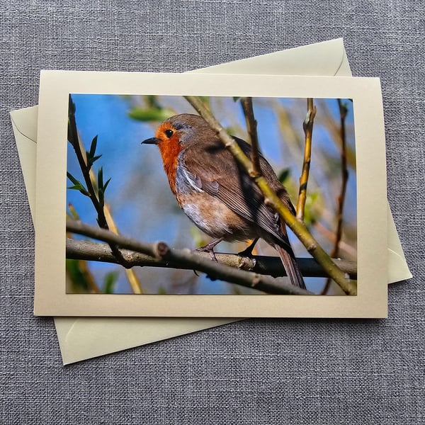Spring Robin. Large Photograohic Card Size 7" x 5" (12.5cm x 17.5cm)