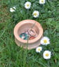 Small Maple Bowl turned with curved sides. - Image 7