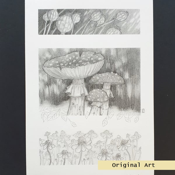 Pencil drawings 1 - fly agaric mushrooms, poppy seed heads and camomile flowers