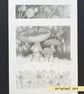 Pencil drawings 1 - fly agaric mushrooms, poppy seed heads and camomile flowers