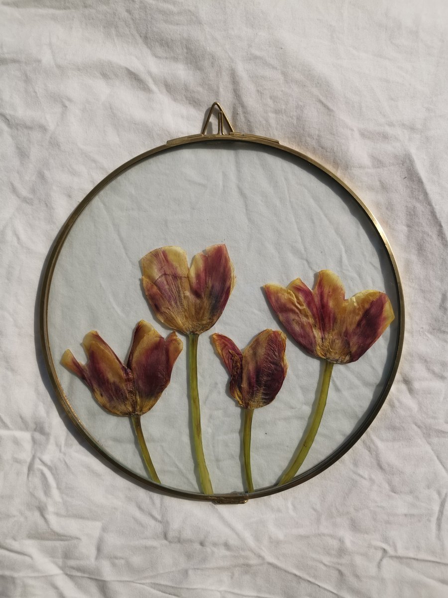 Pressed flowers - tulips