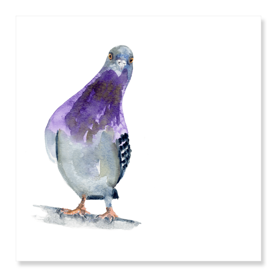 Curious Pigeon