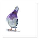 Curious Pigeon