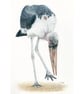 Marabou Stork Original Coloured Pencil Bird Drawing - Image 2