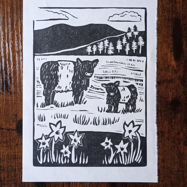 Belted Galloway Cows in the Lake District - Original A5 lino print