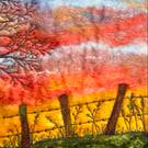 Sunrise behind a barbed wire fence original Artwork. 