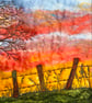 Sunrise behind a barbed wire fence original Artwork. 
