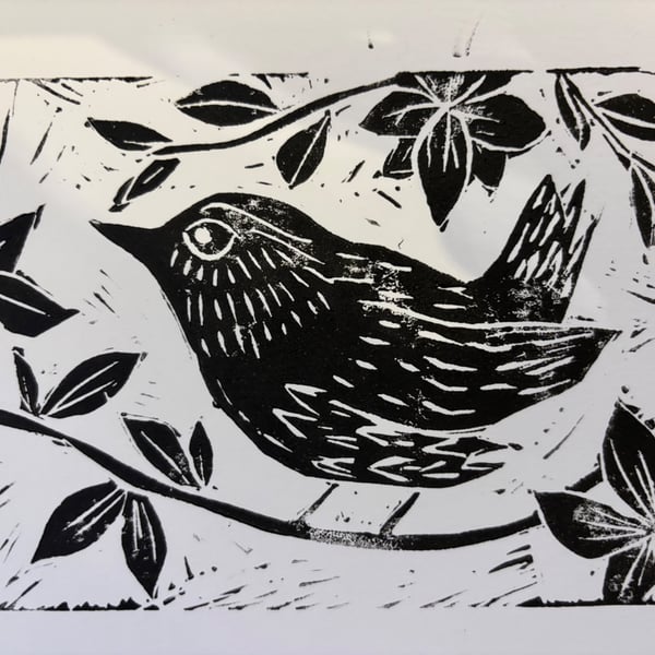 Little Wren 
