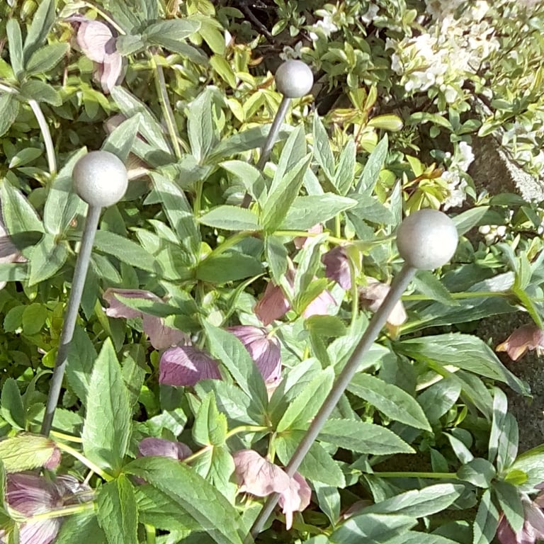 Wolds Plant Supports