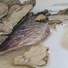 GUARDIAN OF THE ROCK POOL - A colour pencil drawing 