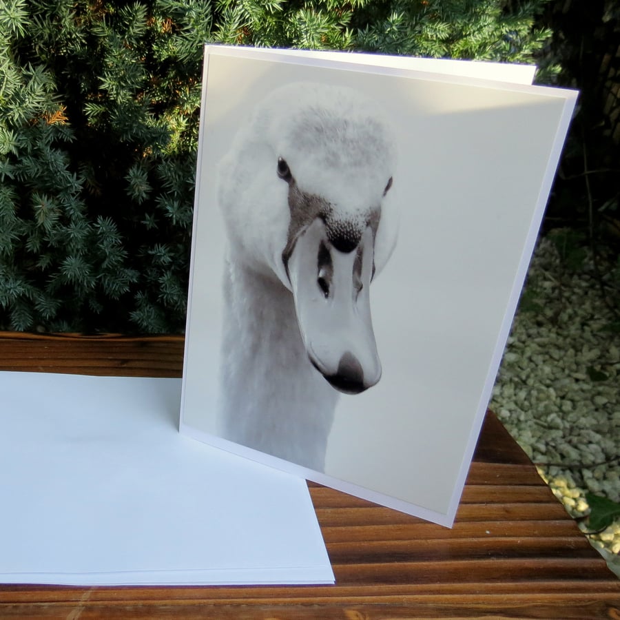 The swan.. A card featuring an original photograph. Blank for your own message.