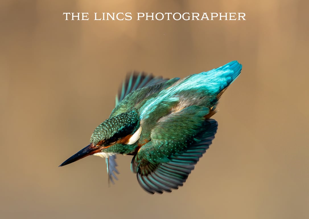 Kingfisher print (Limited edition of 10)