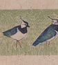Lapwings - Image 2