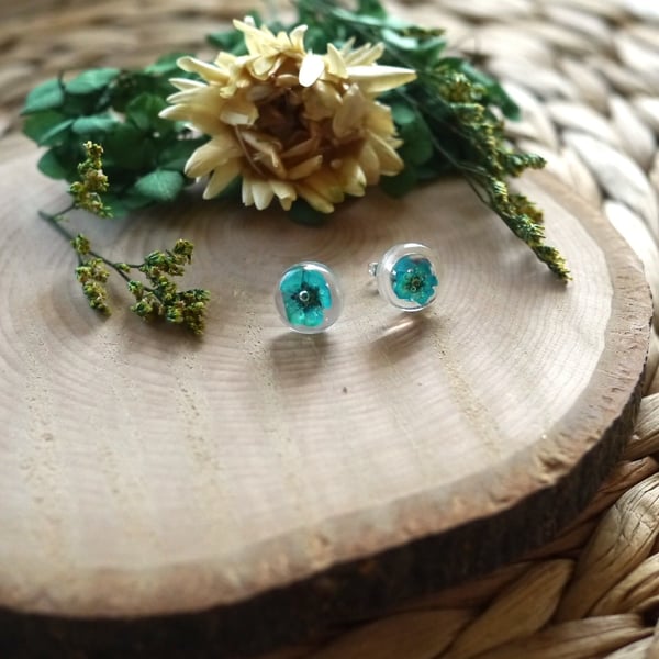 Forget-Me-Not - Real dried flowers, resin stud earrings with Sterling Silver ba 