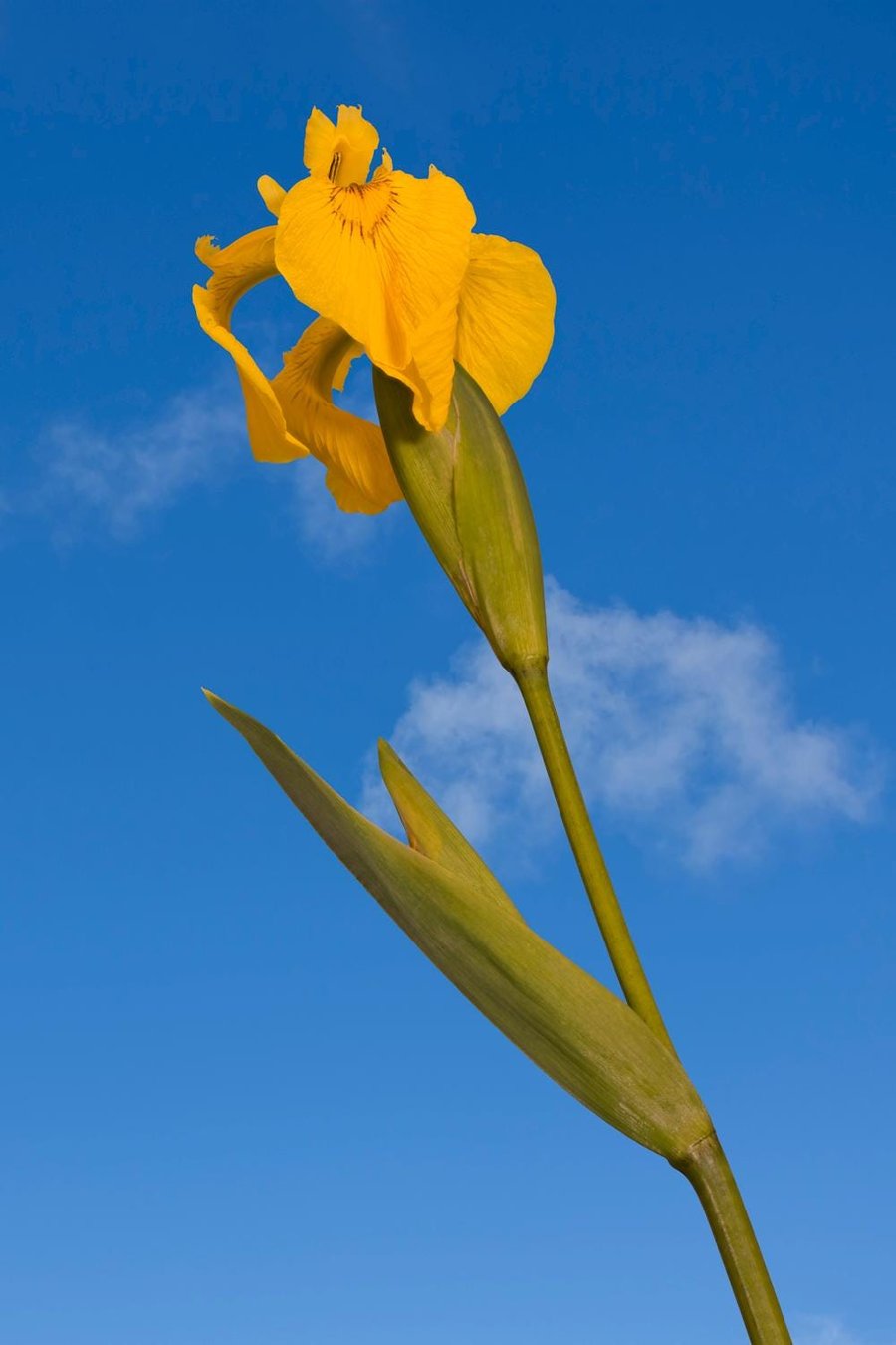 Yellow flag iris print