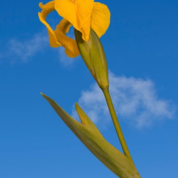 Yellow flag iris print