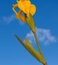 Yellow Flag Iris botanical wall art print - Image 2