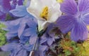 Bridal Wear- Weddings