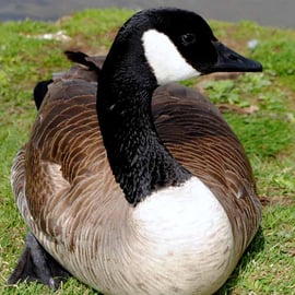 Canada Goose Canadian Geese Wild Bird Photograph Print