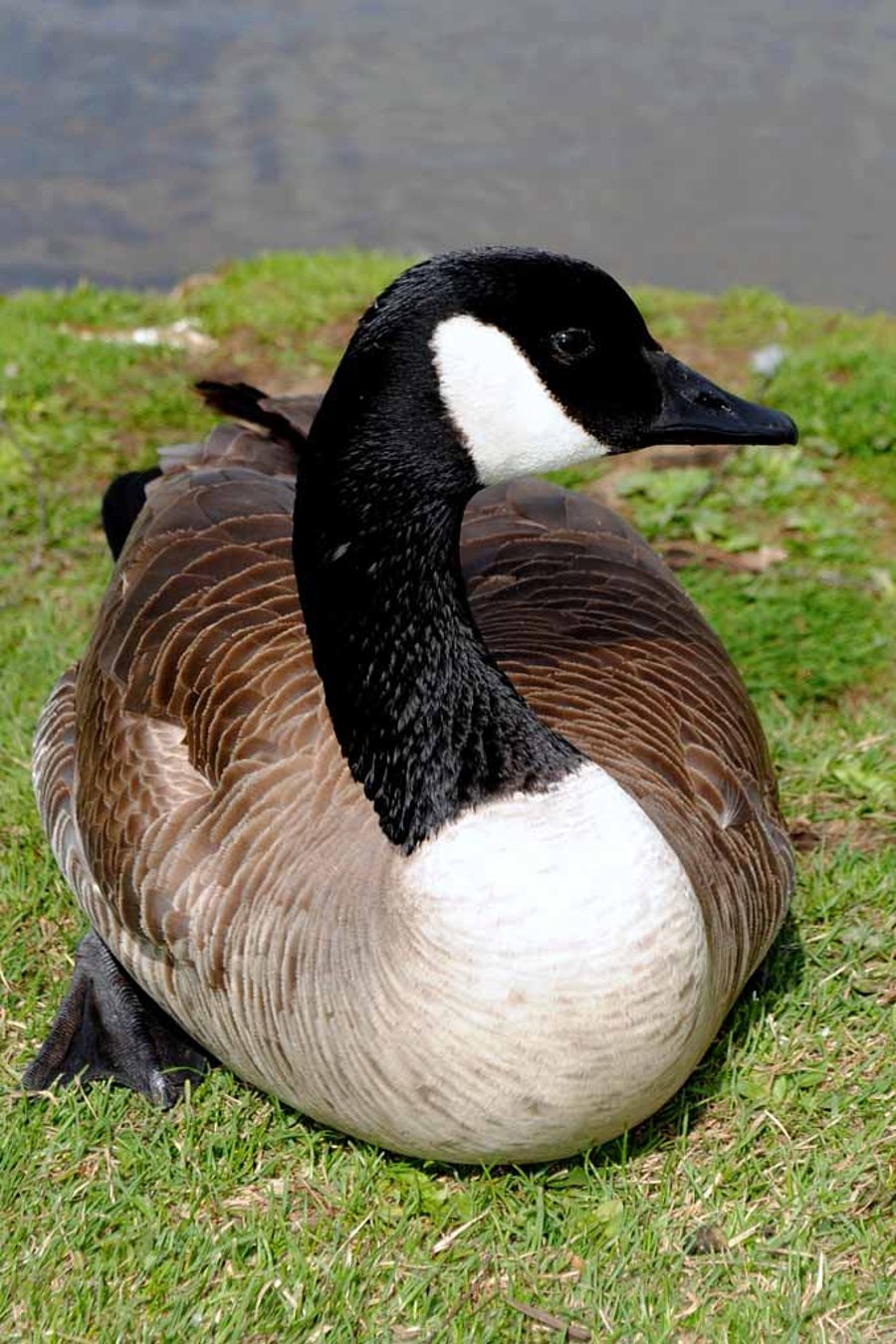 Canada Goose Canadian Geese Wild Bird Photograph Print