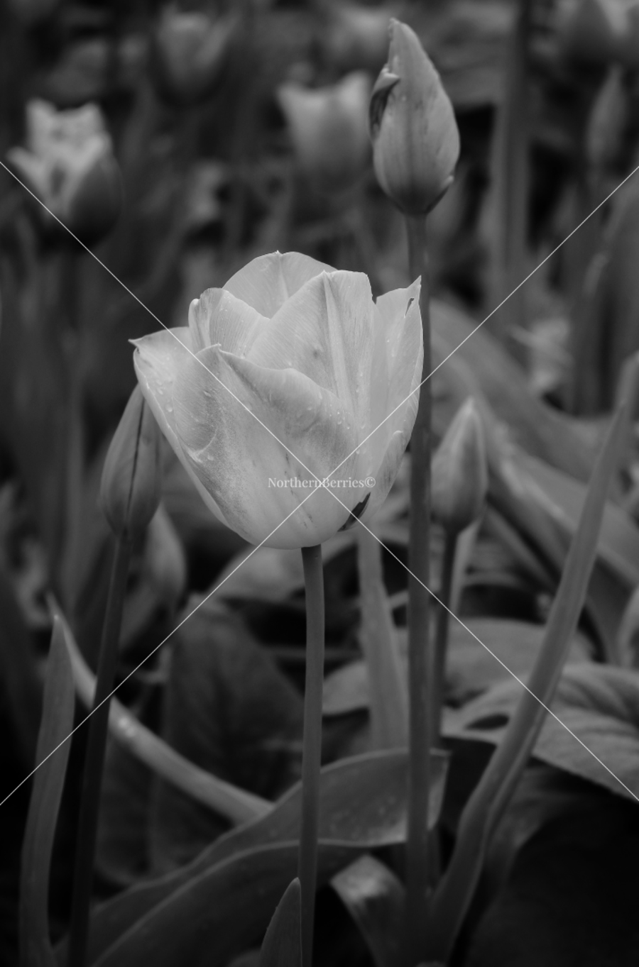 Tulip (B&W 1)