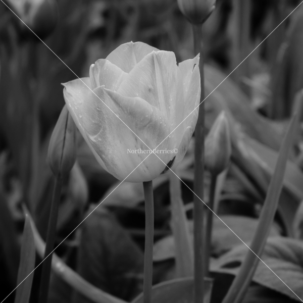 Tulip (B&W 1)