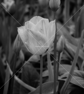 Tulip (B&W 1)
