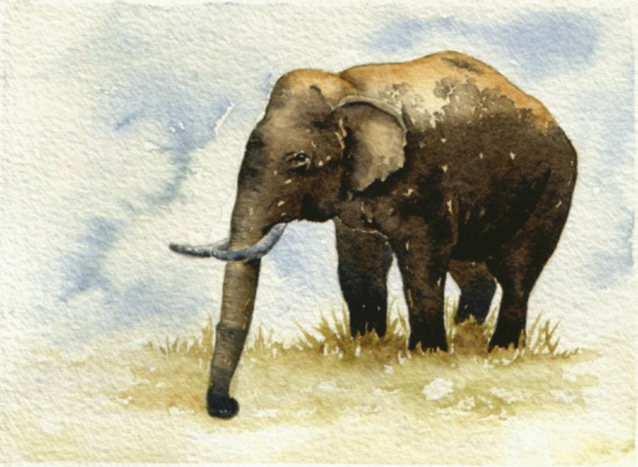 Watercolor sketch - Indian Elephant