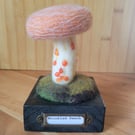 Wrinkled Peach mushroom