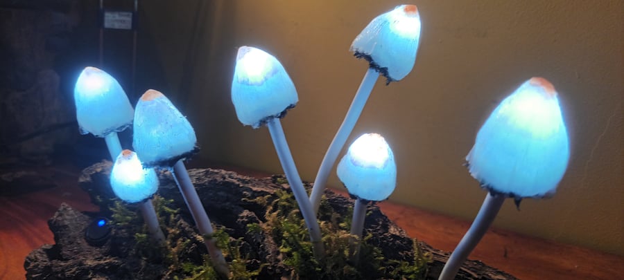 Mushroom light-lamp glow in dark 7 Psolocybe Semilanceata (Magic Liberty cap) C 