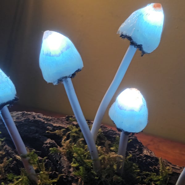 Mushroom light-lamp glow in dark 7 Psolocybe Semilanceata (Magic Liberty cap) C 
