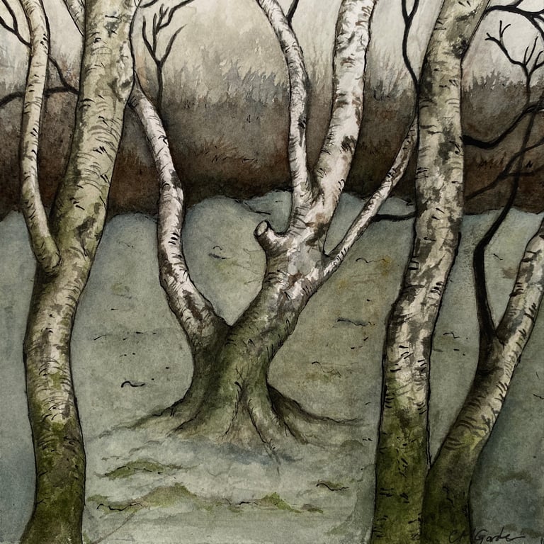 Winter Silver birches 