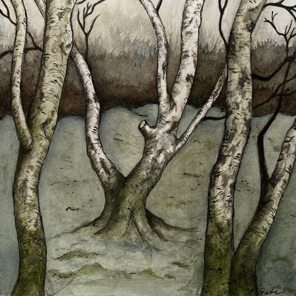 Winter Silver birches 