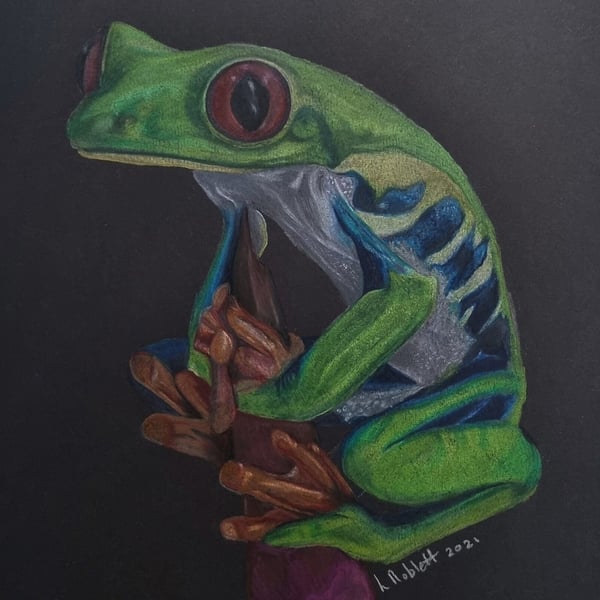 Fine art study of a green tree Frog detailed original art not a print