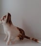 Kitten, Cat, needle felted wool, ooak,collectable  - Image 4