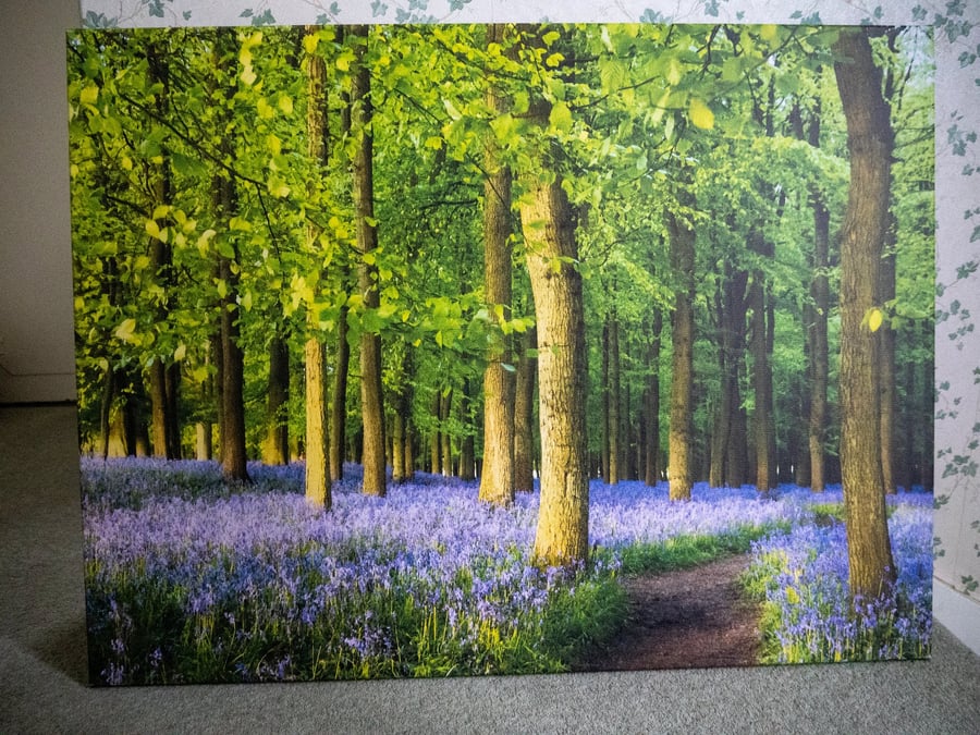 Bluebell woodland Canvas Print