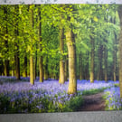 Bluebell woodland Canvas Print