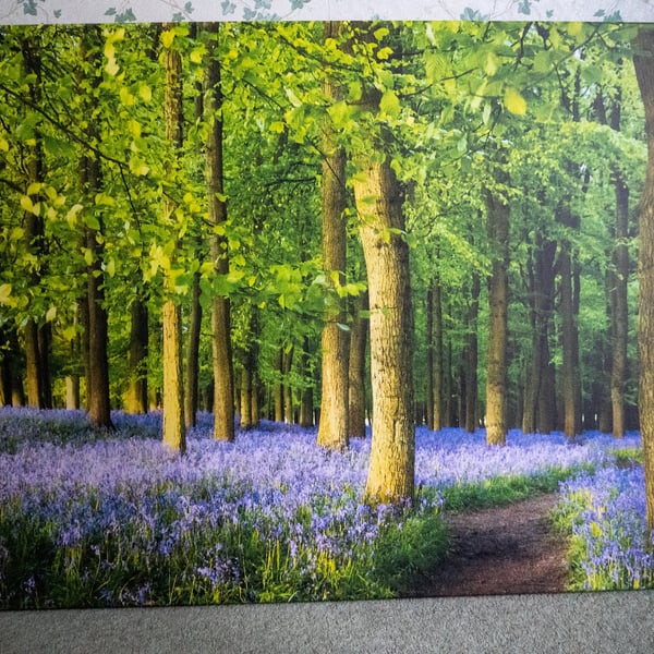 Bluebell woodland Canvas Print