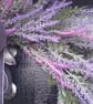Handmade Lavender  Wreath, Soft Purple & Lilac, Grey Silver Ribbon. - Image 4