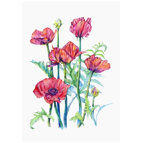 Red Poppy Original Flower Watercolour Painting Contemporary Botanical Art