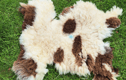 Living Sheep rugs and cushions