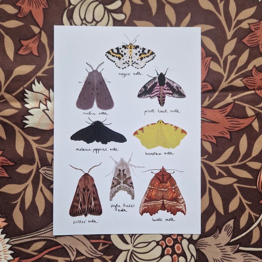 Moths Art Print