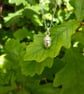 Acorn Necklace. - Image 5